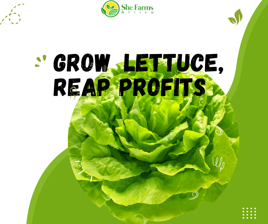 Lettuce for Profit: A Comprehensive Guide to Growing and Selling Lettuce for Youth Entrepreneurs