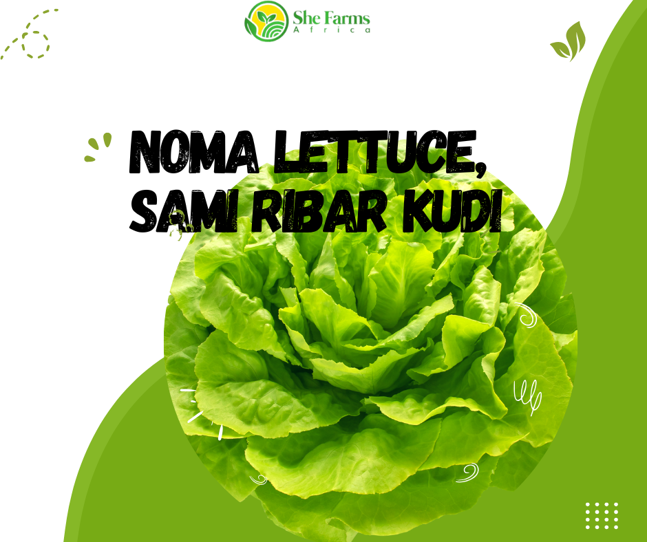 Noma Lettuce, Sami Ribar Kuɗi: Jagorar Cikakke don Noma da Sayar da Lettuce ga Matasan ‘Yan Kasuwa.