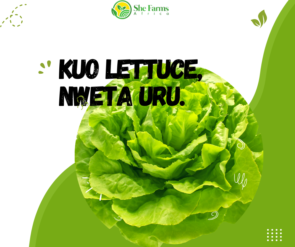 Kụọ Lettuce, Nweta Uru: Ntụziaka zuru oke maka ịkọ na ire lettuce maka ndị ntorobịa na-azụ ahịa.