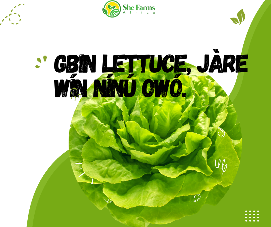 Gbin Lettuce, Jàre Wín Nínú Owó: Itọsọna Pipẹ ṣiṣe ati Tita Lettuce fun Awọn ọdọ Oniṣowo.