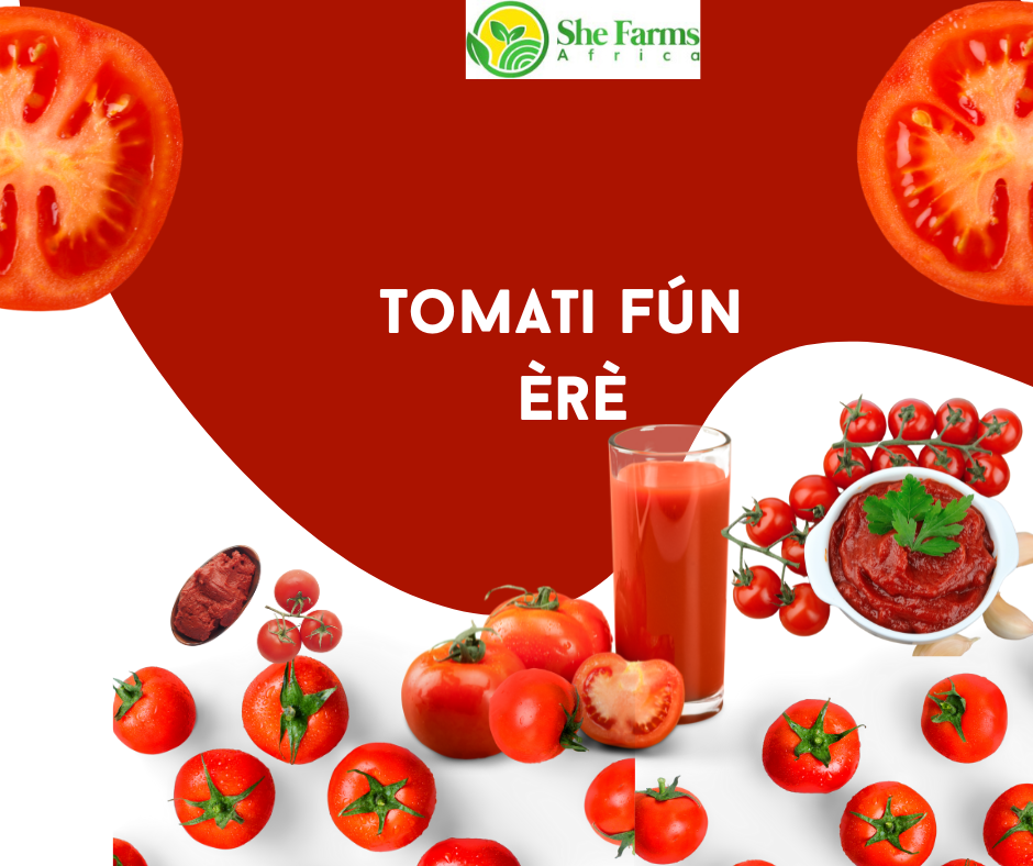 Tomati Fún Èrè: Ìtọ́sọ́nà Lọ́nà Ìlànà Fún Àgbàtẹ̀rù àti Títà Tomati Fún Àwọn Òdó Oníṣòwò