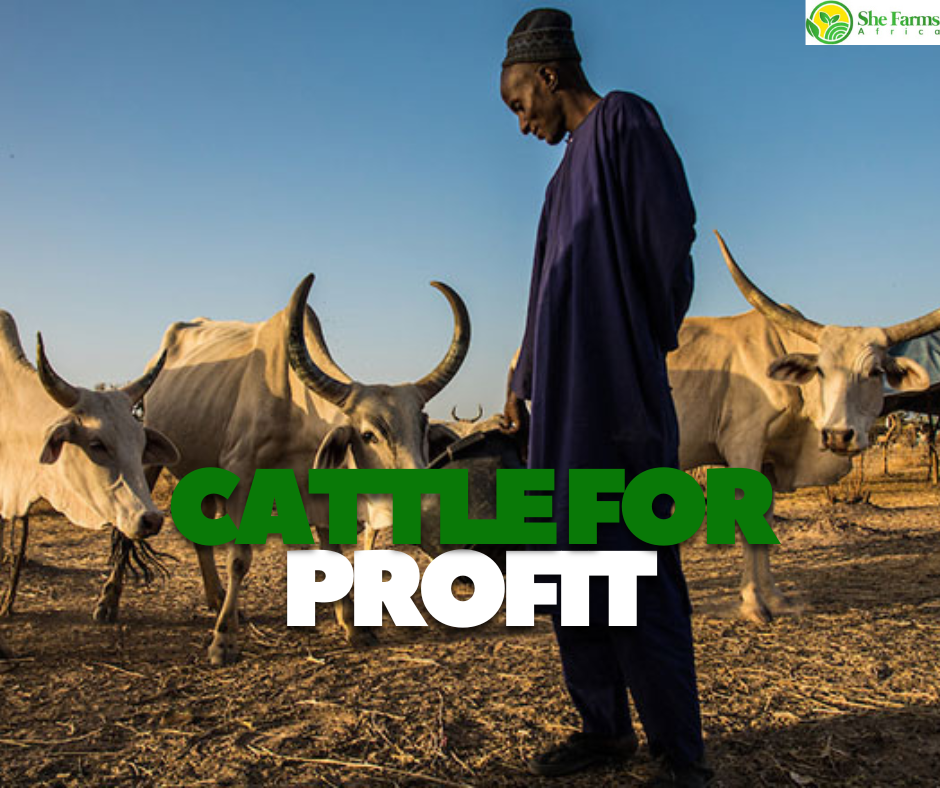 Cattle for Profit: A Self-Paced Online Course for Young Entrepreneurs to Build a Thriving Cattle Busines